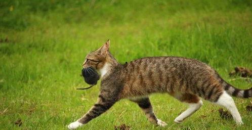 猫抓老鼠最新爆料,悬念迭起，反转不断！  第2张