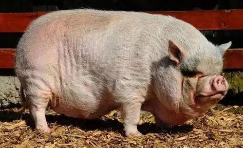 小猪崽子爆料视频播放,揭秘幕后真相