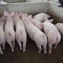 小猪崽子爆料视频播放,揭秘幕后真相  第2张 小猪崽子爆料视频播放,揭秘幕后真相  第2张