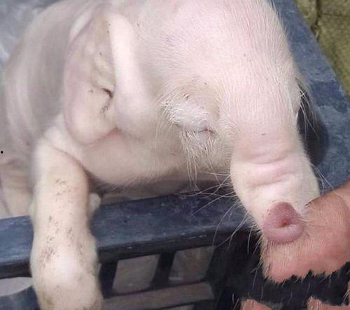 小猪崽子爆料视频播放,揭秘幕后真相  第3张 小猪崽子爆料视频播放,揭秘幕后真相  第3张