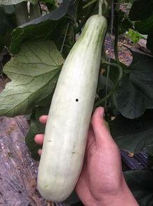 哪个网红连麦吃瓜是真的,是炒作还是真实事件?  第2张 哪个网红连麦吃瓜是真的,是炒作还是真实事件?  第2张