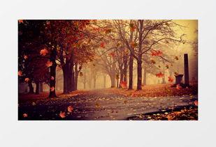 枫叶之路爆料视频最新,揭秘神秘旅程背后的精彩故事  第2张 枫叶之路爆料视频最新,揭秘神秘旅程背后的精彩故事  第2张