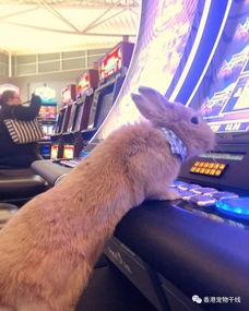 兔子爆料博主视频,视频背后的真实故事  第3张 兔子爆料博主视频,视频背后的真实故事  第3张