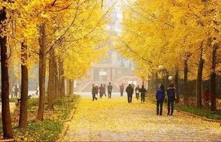 成都银杏树爆料视频  第2张 成都银杏树爆料视频  第2张